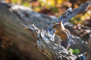 squirrel in the park