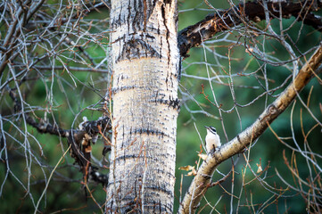 woodpecker in tree above river