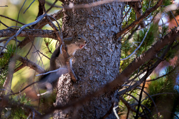 squirrel on tree yelling