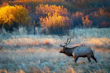 elk in the woods sunrise