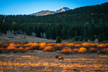 sunrise in the mountain meadow with elk