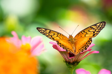 Closeup of a beautiful orange butterfly on a pink Zinnia flower with blurred background