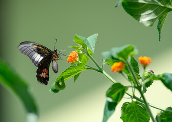 Torpical black and red swallowtail butterfly feeding on orange flowers with green background