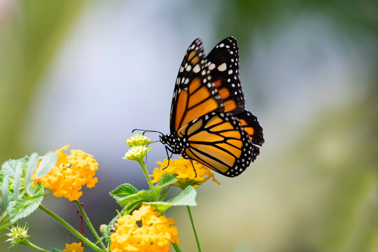 Monarch butterfly drinking nectar from yellow flowers with soft gray background
