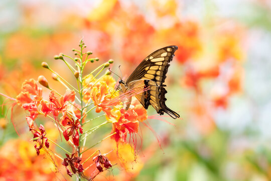 Yellow swallowtail butterfly feeding on tropical flowers with colorful background