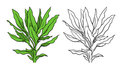 Decorative home flower. Green plant. Design template. Vector isolated art illustration. Sketch black and white and color. Hand drawn line