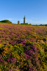 fields of heather and broom in front of the lighthouse at Cap Fréhel, a peninsula in Côtes-d'Armor, in northern Brittany, France