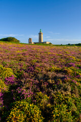fields of heather and broom in front of the lighthouse at Cap Fréhel, a peninsula in Côtes-d'Armor, in northern Brittany, France