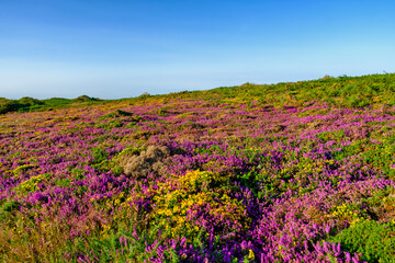 fields of heather and broom at Cap Fréhel, a peninsula in Côtes-d'Armor, in northern Brittany, France