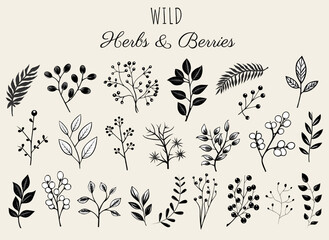 Floral elements set, wild herbs and berries. Monochrome botanical illustration. Hand drawn isolated plants. - obrazy, fototapety, plakaty