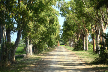 pass way between trees file