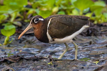 Greater Painted-snipe