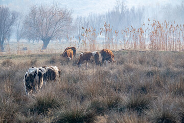 Cows graze on the meadow in the morning