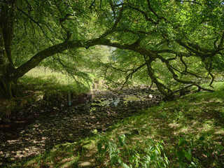 A rope swing lies idle waiting for children beside the Eas Dhu burn at Strachur, Argyll, Scotland