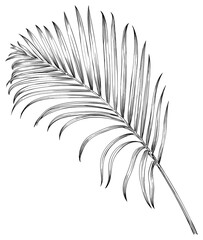 Obraz premium Tropical palm leaf. Black and white engraved ink art. Isolated leaf illustration element on white background.