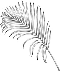 Tropical palm leaf. Black and white engraved ink art. Isolated leaf illustration element on white background.