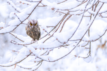 Winter season and owl. Scops owl.  Winter nature background.
