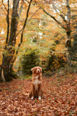 Nova Scotia Duck Tolling Retriever in Autumn Forest. A red-haired dog stands amidst fallen leaves, capturing the essence of fall adventures