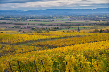 Weinberge bei Rodern im herbstlichen Elsass