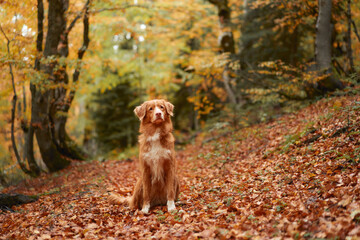 Nova Scotia Duck Tolling Retriever in Autumn Forest. A red-haired dog stands amidst fallen leaves, capturing the essence of fall adventures