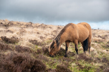 Pony of the Dartmoor National Park in Devon, England. A light brown horse with beautiful hills in the background.