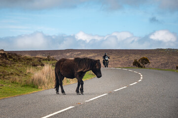 Wild pony on the road of Dartmoor National Park, Devon, UK