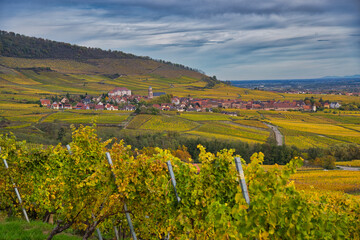 Weinberge bei Rodern im herbstlichen Elsass
