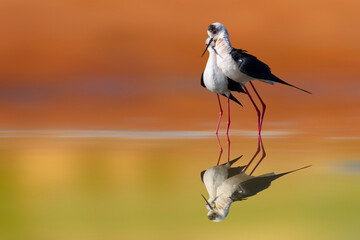Romantic birds. Colorful nature background. Birds: Black winged Stilt. (Himantopus himantopus).