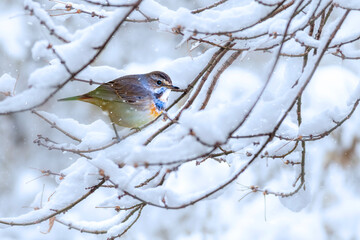 Winter season and cute little bird. Blue throat. Winter nature background. 