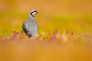 A beautiful partridge in nature. Nature background. Chukar Partridge. (Alectoris chukar) - obrazy, fototapety, plakaty