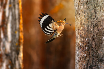 A hoopoe bird flying towards its nest. Colorful nature background. Eurasian Hoopoe.  