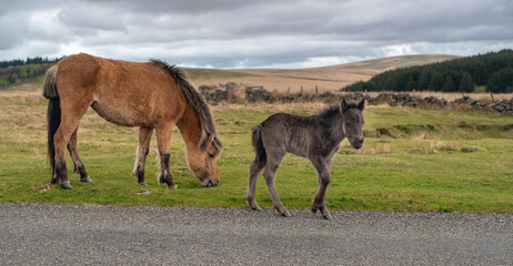 Wild ponies on the road of Dartmoor National Park, Devon, UK