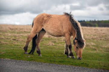 Pony of the Dartmoor National Park in Devon, England. A light brown horse with beautiful hills in the background.