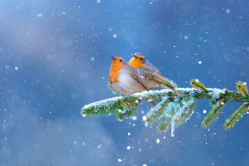 Romantic birds. Winter and cute birds. White nature background. Birds: European Robin. (Erithacus...
