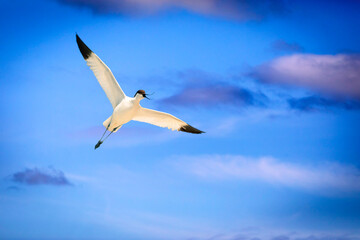 A shorebird with an interesting beak. Pied Avocet. Recurvirostra avosetta. Blue sky background.