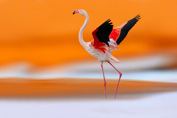 A flamingo with wonderful colors. Background with warm colors. Greater Flamingo. (Phoenicopterus roseus). © serkanmutan