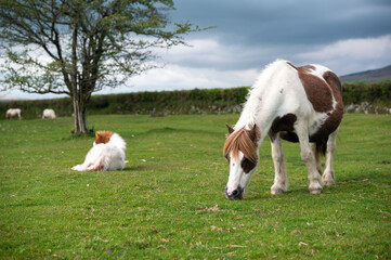 Wild pony and foal in Dartmoor National Park, Devon, UK