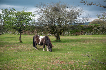 Wild ponies of Dartmoor National Park, Devon, UK