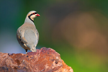 A beautiful partridge in nature. Nature background. Chukar Partridge. (Alectoris chukar)