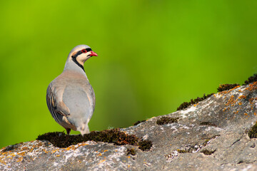 A beautiful partridge in nature. Nature background. Chukar Partridge. (Alectoris chukar)