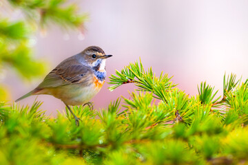 Cute little bird. Nature background. Common bird: Bluethroat.