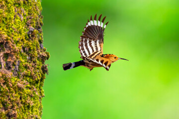 Flying bird. Green nature background. Eurasian Hoopoe.  