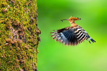 A hoopoe bird flying towards its nest. Colorful nature background. Eurasian Hoopoe.  