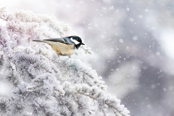 Winter season and cute little bird. Bird: Coal Tit. Periparus ater. © Serkan Mutan
