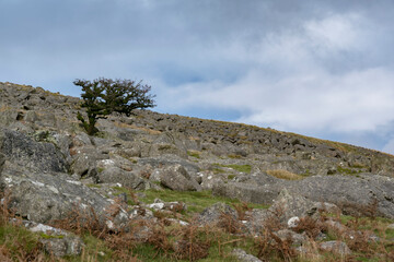 Fototapeta na wymiar Tree surviving on the harsh Dartmoor landscape