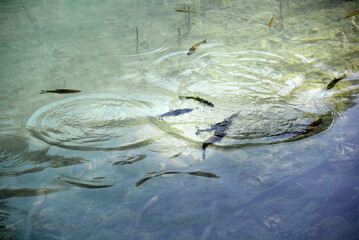Forellen in einem See