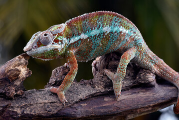 Fototapeta premium Panther chameleon on a tree log