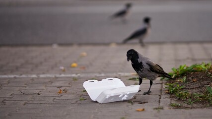 Wrona siwa stojąca nad zniszczonym styropianowym opakowaniem na jedzenie na miejskim chodniku, za nią dwie inne wrony 