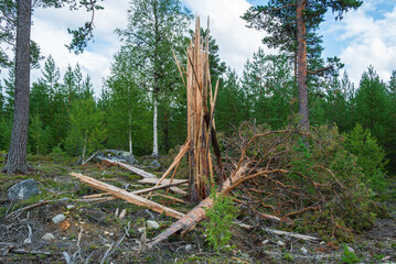 Fototapeta na wymiar Pine tree after a direct hit by lightning