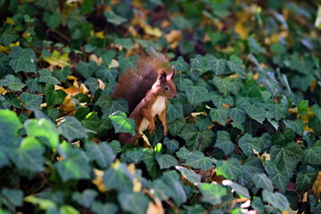 Ruda wiewiórka stojąca w liściach bluszczu pokrywającego ziemię parku miejskiego - obrazy, fototapety, plakaty